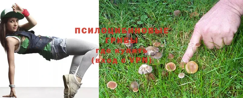 Галлюциногенные грибы Psilocybe  Ладушкин 